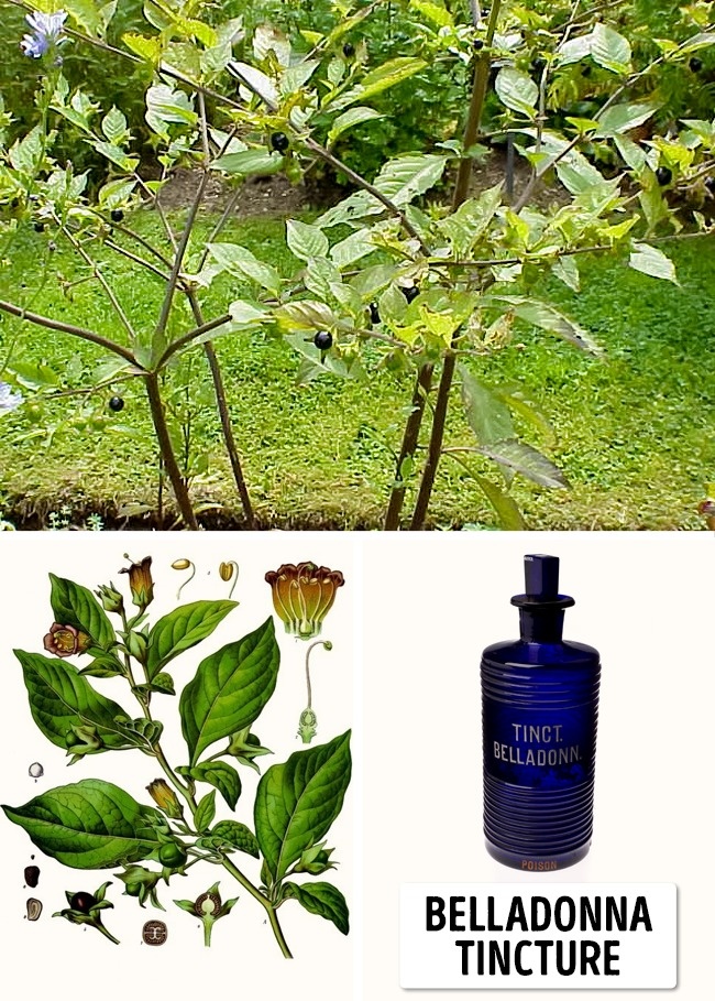 de-ce-sa-eviti-matraguna-in-ce-fel-iti-distruge-aceasta-planta